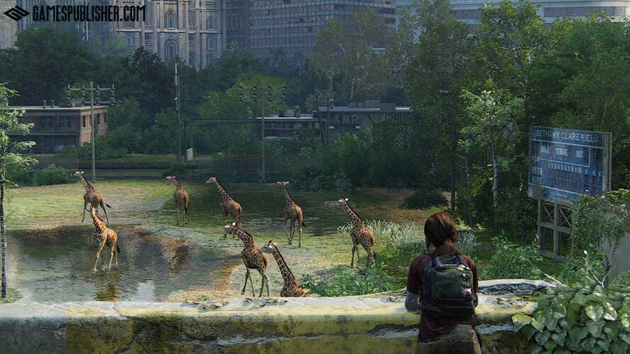 Ellie is watching a herd of giraffes